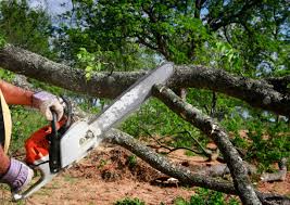 How Our Tree Care Process Works  in  Alexandria, VA