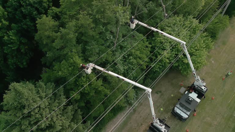 Alexandria, VA Tree Care Services Company