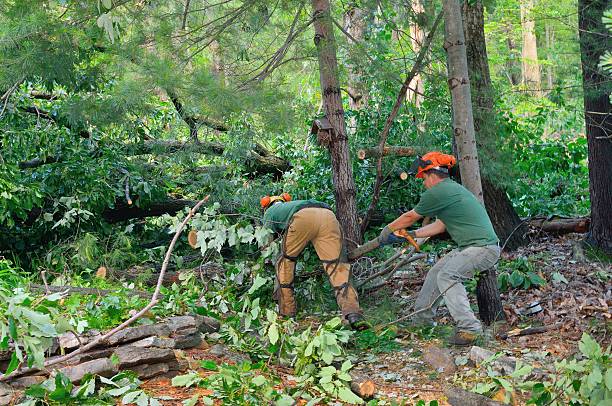 Best Tree Risk Assessment  in Alexandria, VA